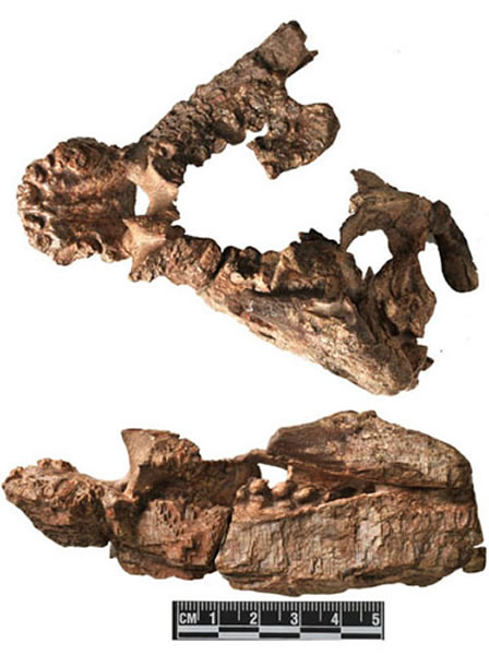 ����ˮ������Alveusdectes fenestralis���걾���ӣ��ϣ��Ͳ��ӣ��£���������ͼ��