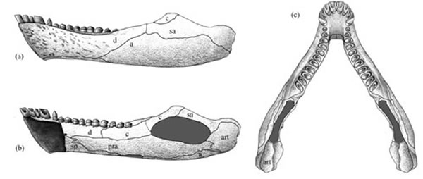 ����ˮ������Alveusdectes fenestralis����򢸴ԭͼ��������ͼ��