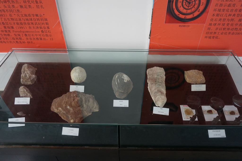 南京古生物博物馆推出“神奇的古生物钟”科普特展