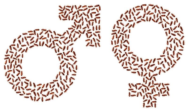 ����ѡ�񡱵Ľ����������ܽ�������Ϊ��ֳ�����һ����Ҫ���Ƶĳ�������