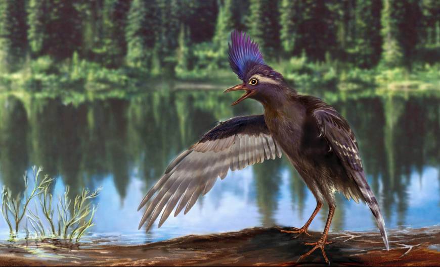 ����ʼ����Archaeornithura meemannae����ԭͼ