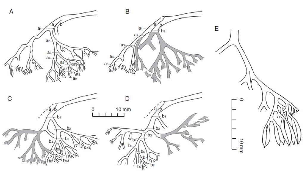 对繁殖部分标本进行系列针修法的实验过程,以及繁殖部分复原图(右侧)
