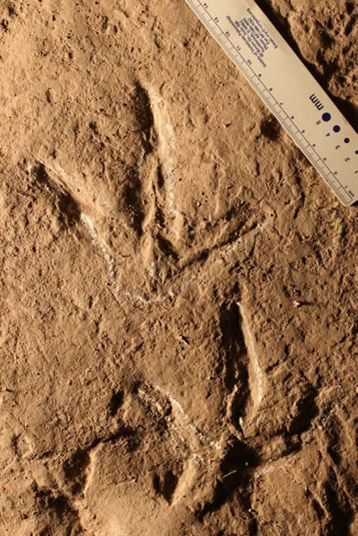 重庆市綦江区三角镇红岩坪村莲花保寨发现迄今世界上最大的白垩纪水鸟足迹化石