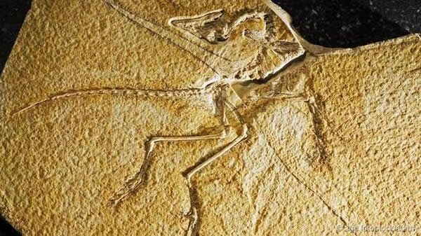 �׸�ʼ����ʯ������1861��