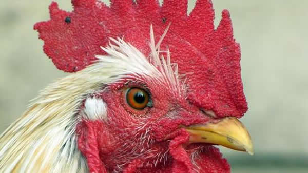 ���ǿ�����Զ��