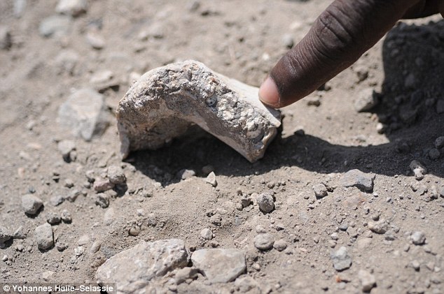 ��ͼ��ʾ������Australopithecus deyiremeda�ǻ�ʯ����ʾ�����������ࡰ¶�������и�ǿ����������Σ�ͬʱ������ǰ�ݽ�С����ʾ�ž��в�ͬ��