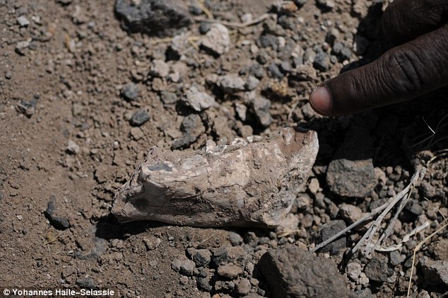 ���ǿ���ѧ�ҷ��ֵ�Australopithecus deyiremeda���ǻ�ʯ��