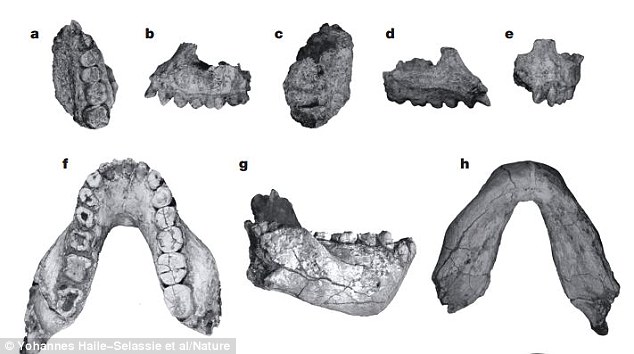 ͼƬ�Ϸ��ǴӲ�ͬ�Ƕ������Australopithecus deyiremeda���ǻ�ʯ��ͼƬ�·�����������ǻ�ʯ��