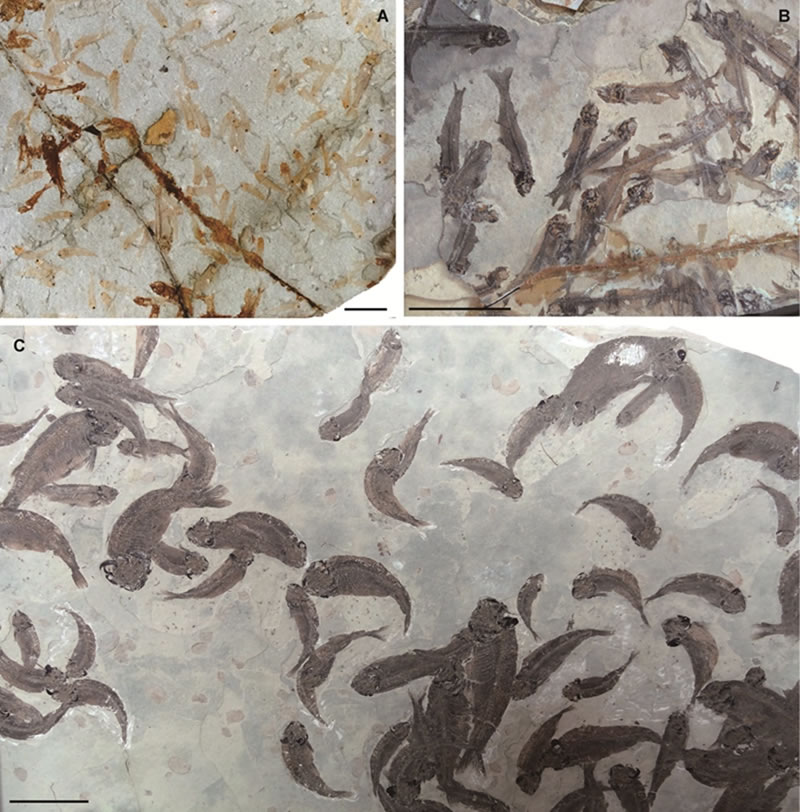 �Ⱥ�����Ⱥ��������Ⱥ��ʯ