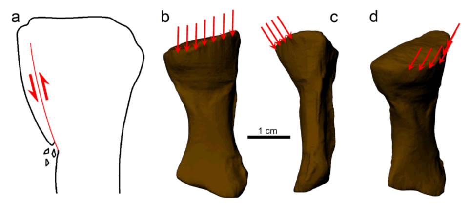 四足动物化石揭示3.33亿年前的一次骨折