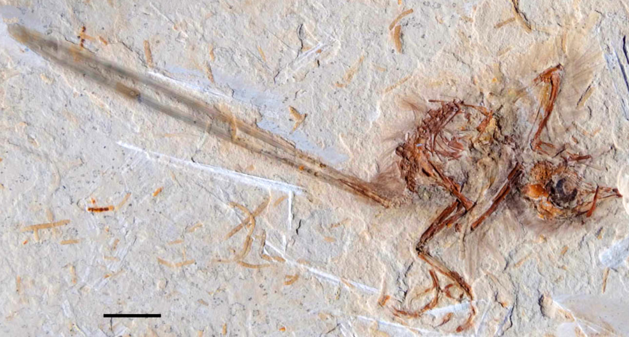 �������ֵ�һ��������������ɹŴ�½�����໯ʯ����