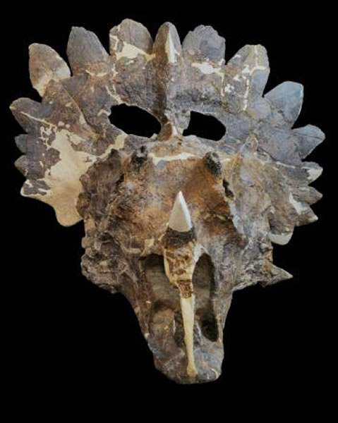 һλ��ѧ�ұ�ʾ���˵���˹�����ľ��ܼ�Ϊ���Σ�������̾Ϊ��ֹ���� Photograph by Sue Sabrowski, Courtesy Royal Tyrr