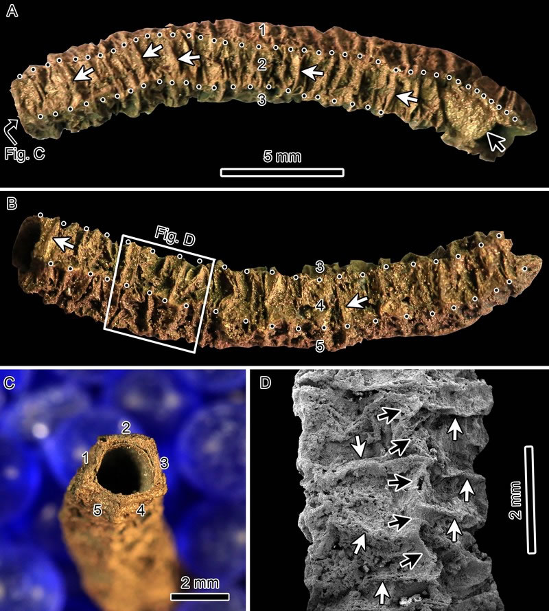 ���巢��������Գ�����������Sinotubulites triangularis