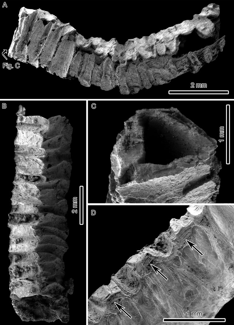 ���巢��������Գ�����������Sinotubulites triangularis