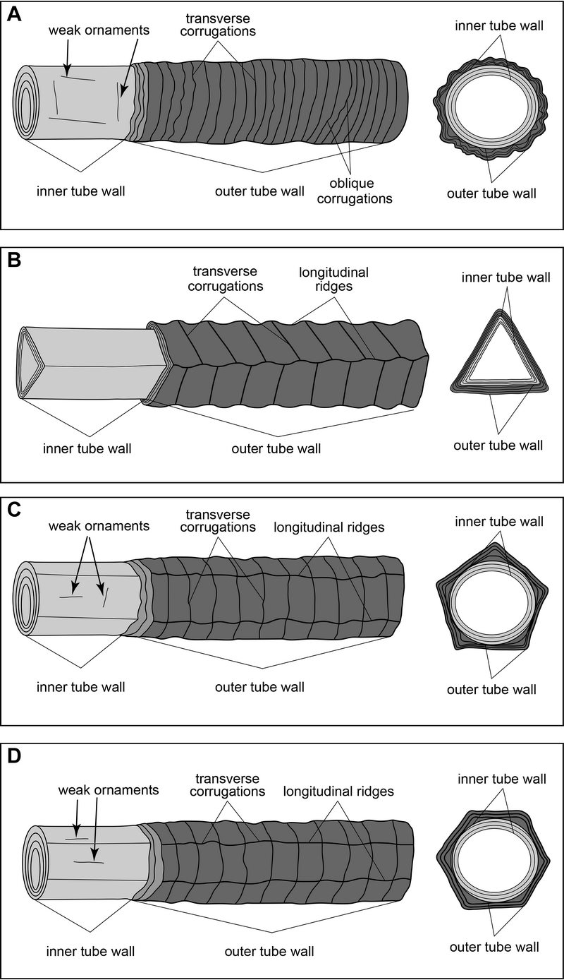 Sinotubulites��ʯ4���ֵĹ�����̬������ԭ��ͼ