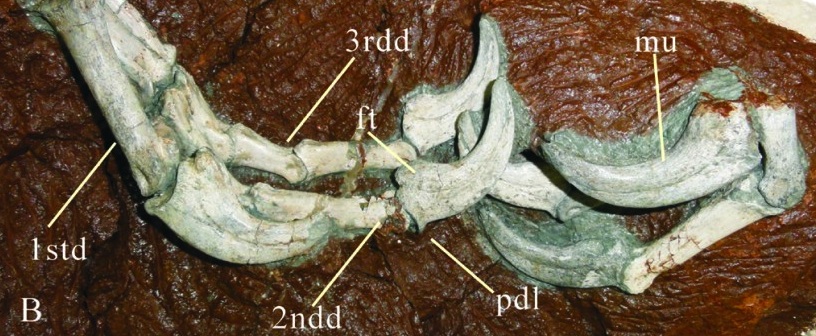 �����������������ز��з����µ��Ե�����ʯ�������ݻ�����