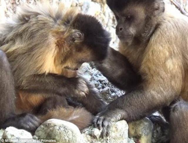 ��ѧ�����¹۲췢�ִ���ɮñ�����һ��Сľ����Ϊ���ߣ������ؿٱǿף�����������ʱ��ֹͣ��