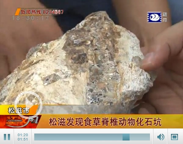 松滋发现食草脊椎动物化石坑