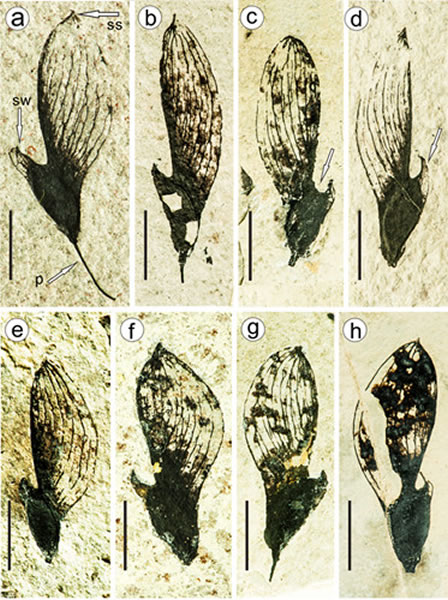 亚洲椿榆(Cedrelospermum asiaticum)果实化石