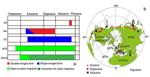 椿榆属(Cedrelospermum)迁移路线