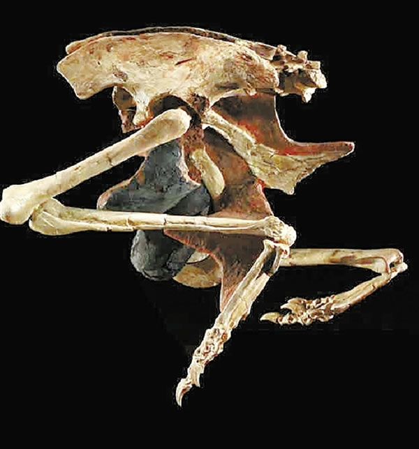 腹腔含蛋窃蛋龙复原模型