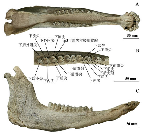 �����̽���ţ��Leptobos brevicornis����� ����������ͼ��