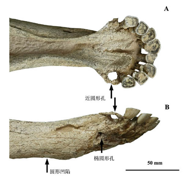 �̽���ţ��Leptobos brevicornis����򢴦�˺ۣ���������ͼ��