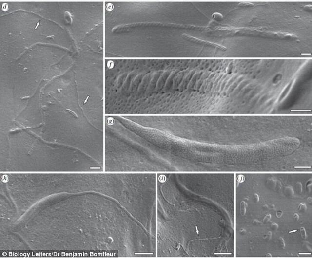 ��ѧ�Ҷ�5000����ǰԶ�ų�뻯ʯɨ�跢�����а���������������ϵľ��ӻ�ʯ