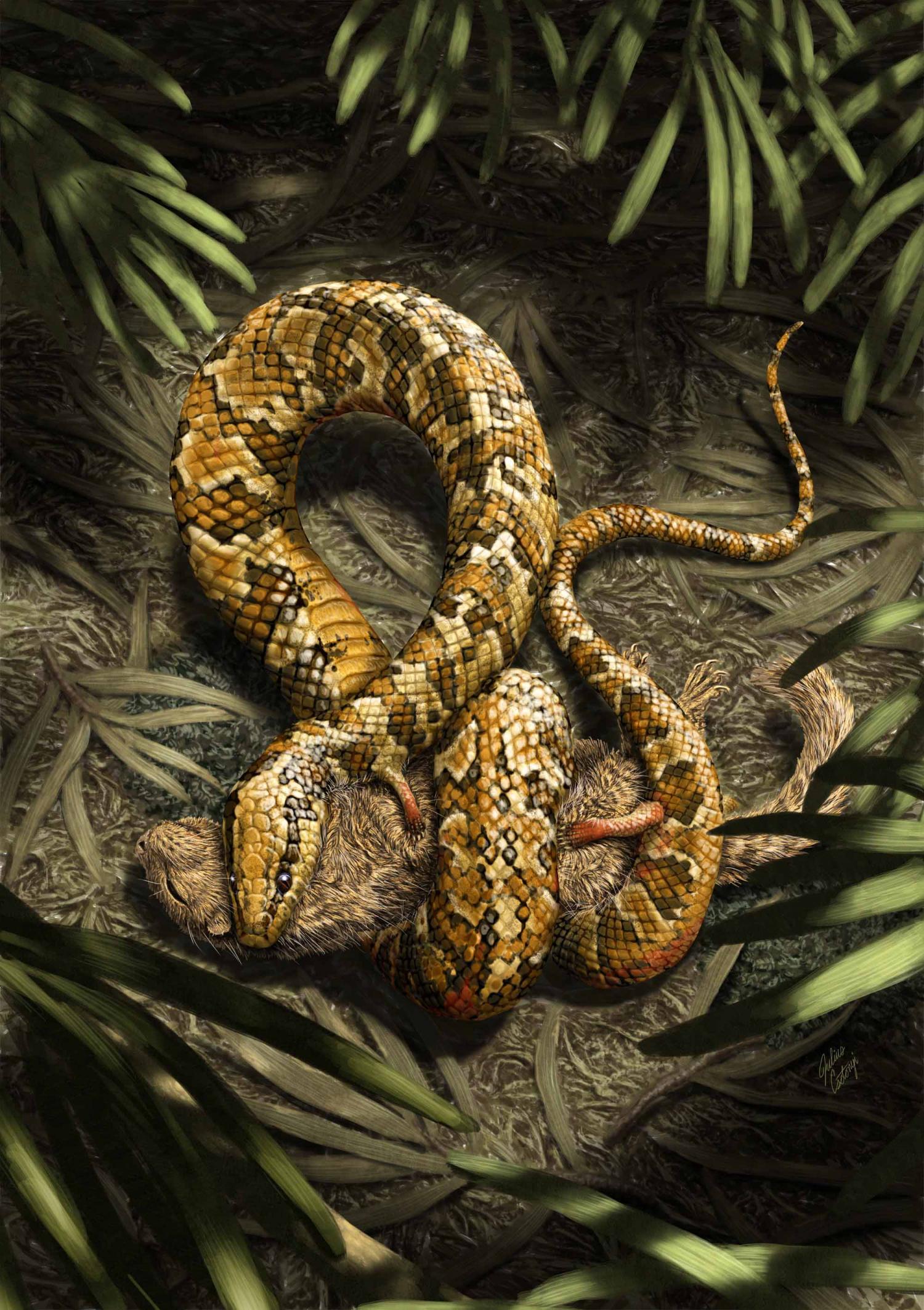 ȵTetrapodophis amplectusƷһgondwanatherian鶯һڸѼ͵ȴɭС