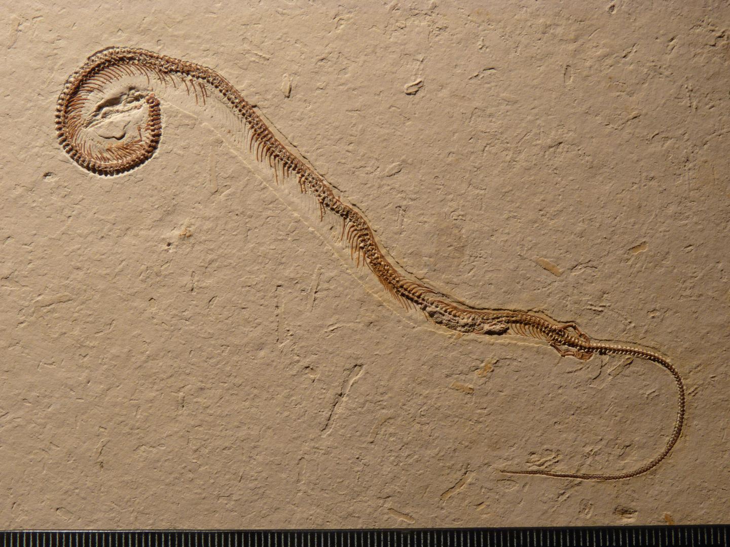 Tetrapodophis amplectusʯ