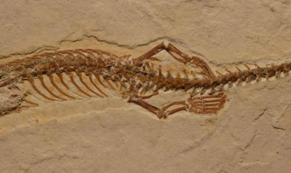 �����ʯ����԰�����������ʧȥ�ŵġ�