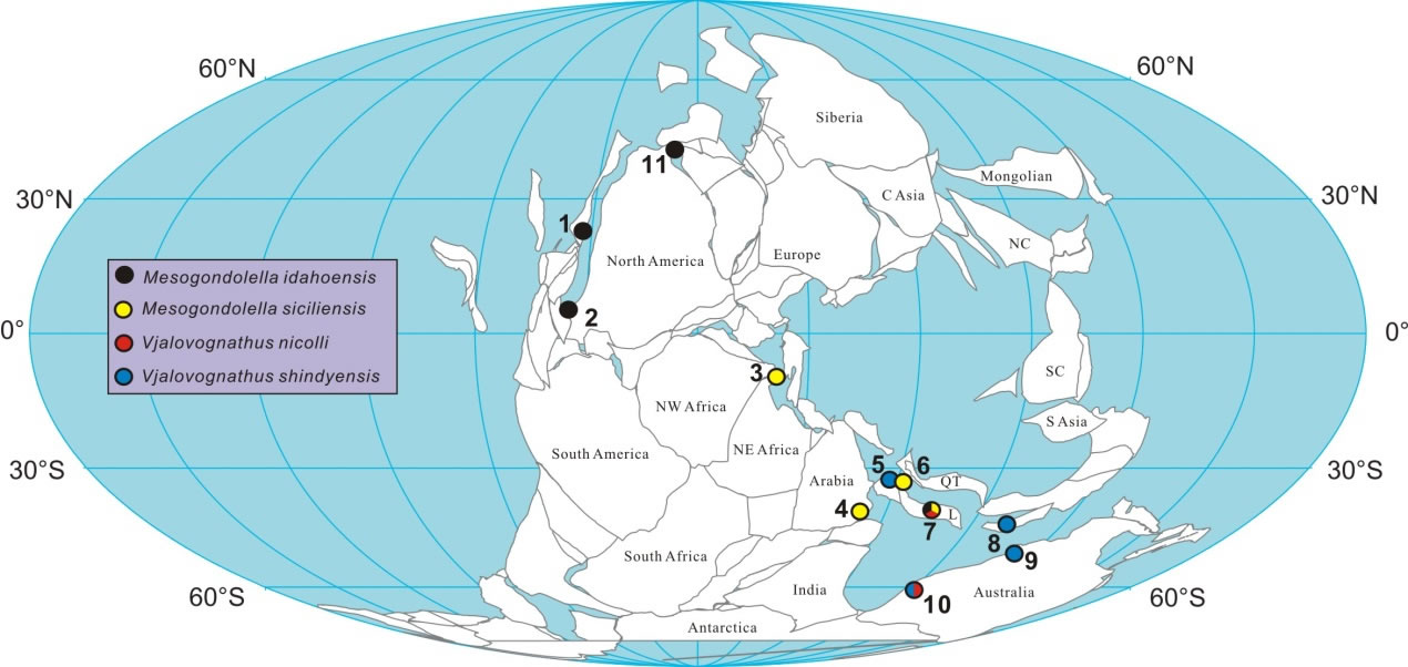 Vjalovognathusŵֲͼ