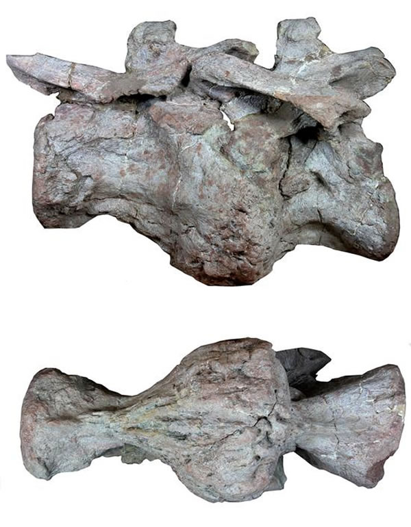 ���������ںϵĲ���׵��