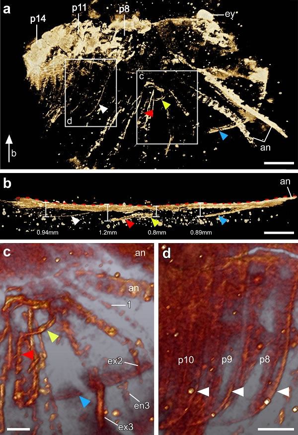 ΢��CT����������a����������ǰ������b������,��c���ۿ׼�ϸ��Ŵ󣬣�d�����߷Ŵ�