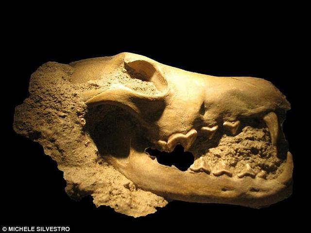 1850����ǰè�ƶ�����뱱���޴�½����40����Ȯ�ƶ��������ʧ