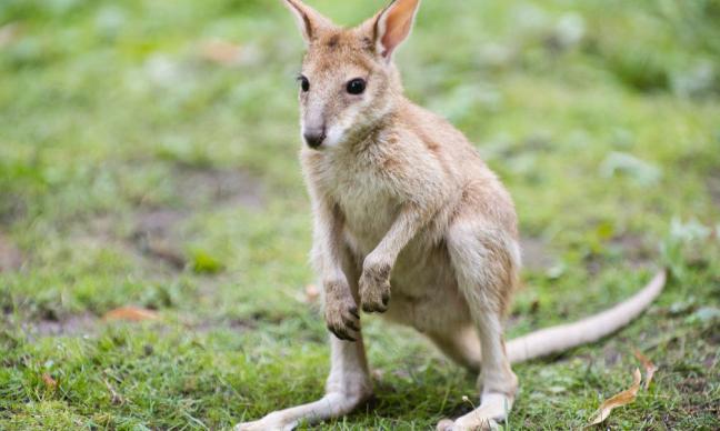 һЩ�Ĵ����ǲ��鶯�������һ�����õ���