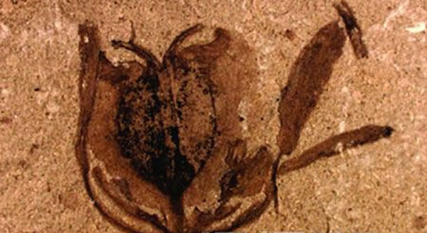 �������������ι�ͼ��