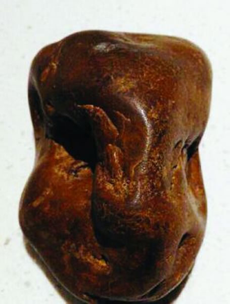 长江边捡到“古猎豹头骨化石”?拍卖公司纷纷表示是珍贵化石 专家:奇石