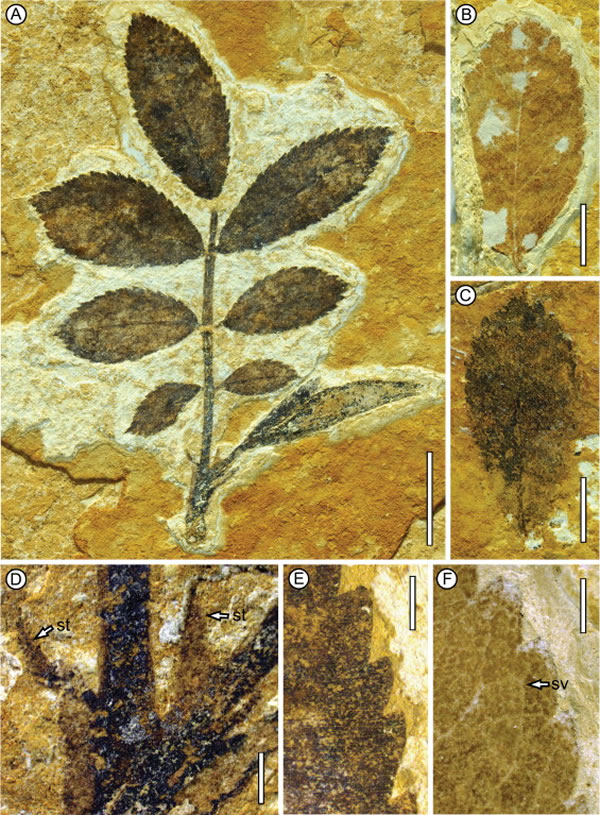 图1 蔷薇属(Rosa)叶化石