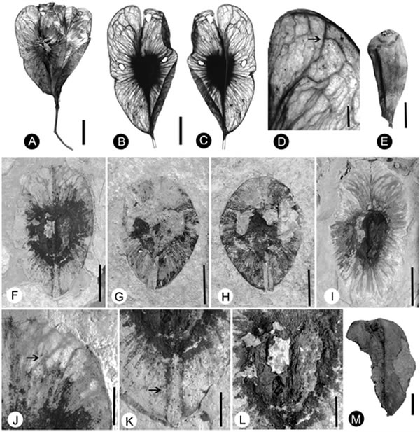 图2 柄翅果属(Burretiodendron)现代及化石果实