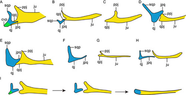 方颧骨、颧骨形态在恐龙——鸟类中的演化(王敏供图)