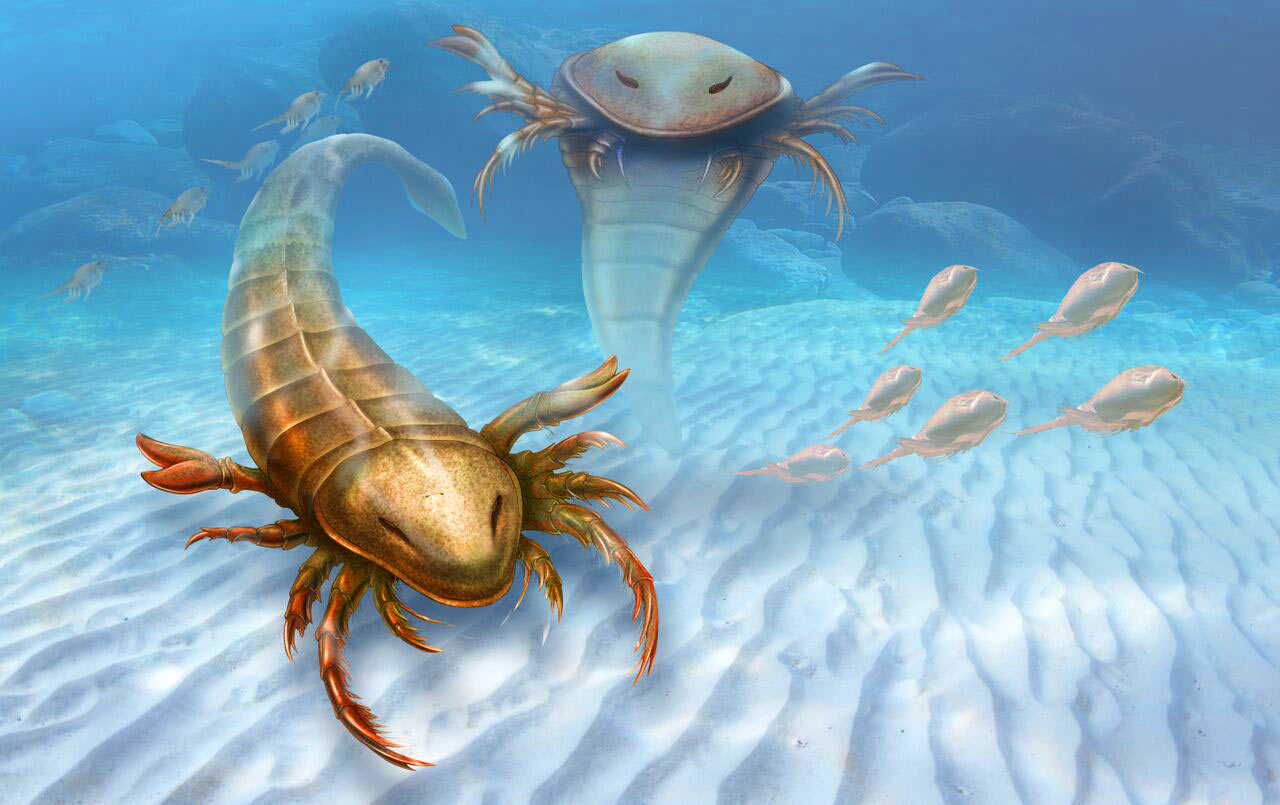 ����������Pentecopterus decorahensis��������ʱ�ڿ�׷����4.6����ǰ������֫������⣬���л���״�ṹ��