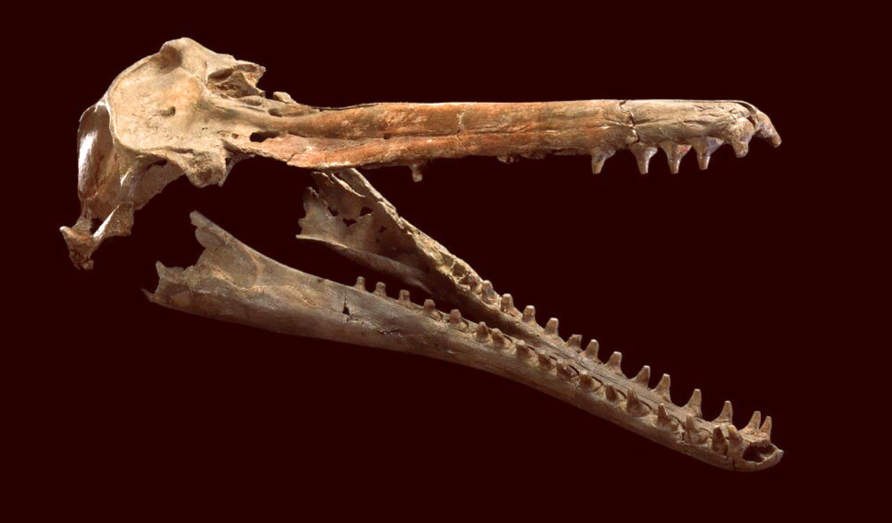 Isthminia panamensisͷ����ʯ