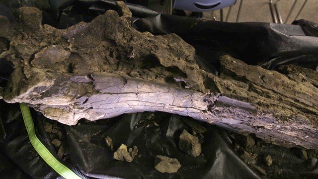 古鲸鱼头骨化石为何会进入美国维吉尼亚州河床?