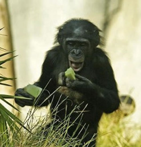 �о���������������ɵ���������ͬ�����������ִ�����Գ