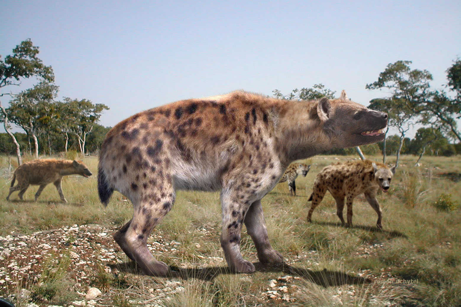 ����ԭʼ����û����ŷ������������Ҫԭ����ȱ������๷��������Ч����