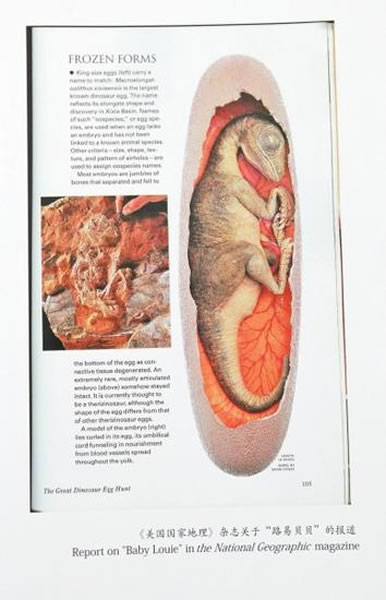《国家地理》杂志聚焦“路易贝贝”