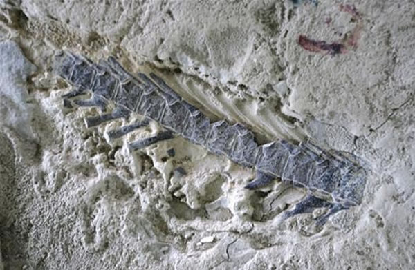 Զ����ʯȺ���֤���Ĵ�����������������ǿ����