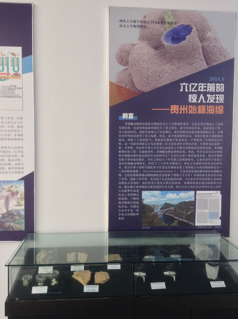 南京古生物博物馆推出“六亿年前的惊人发现——贵州始杯海绵”科普特展