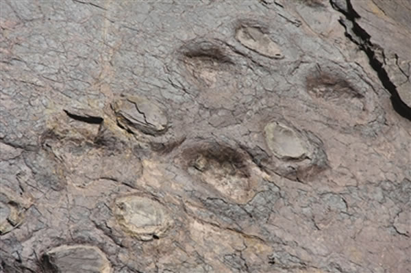 ����ɽ�µ�¡���ط������ƿ�����ӡ��ʯ